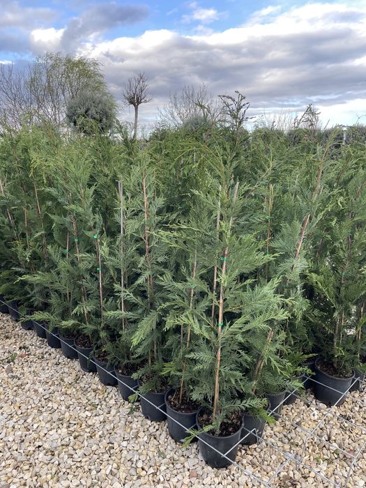 Cupresus Leylandii (tuia)