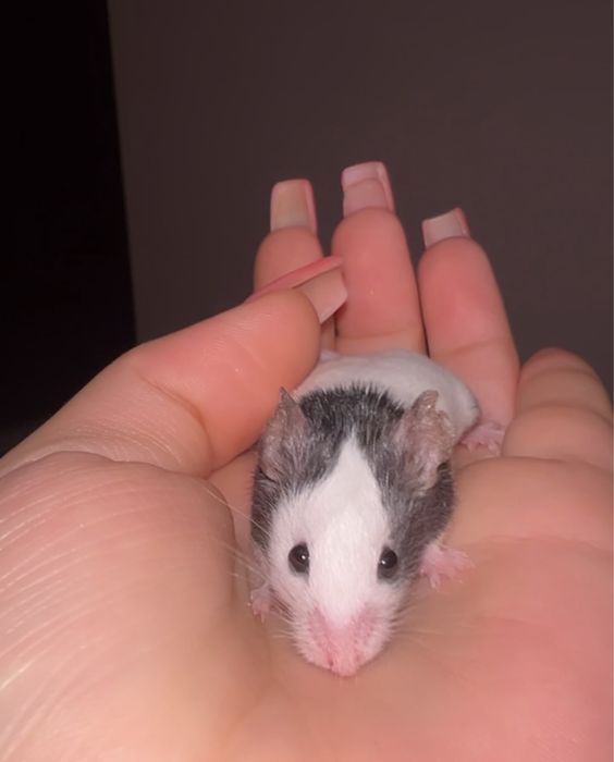 Подарявам декоративни мишлета (тип панда)