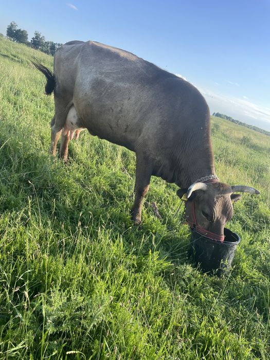 Vaca cu lape si gestsnta 4/5 luni