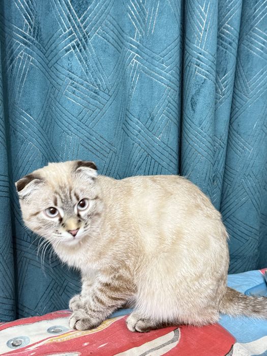 Скотиш фолд чистый