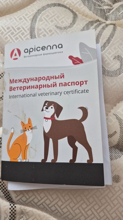 Кот пушистый Ромео