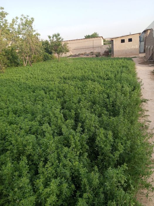 9 sotixlik yer sotiladi