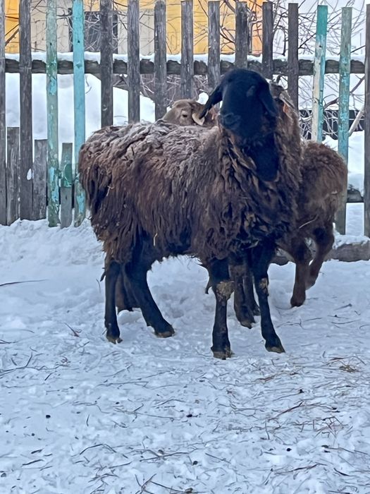 Бараны. Тоқты сатамын