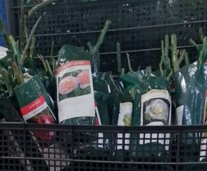 Саженцы роз,разные для дома