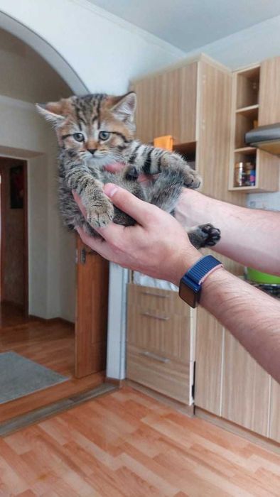 Вислоухие шотландцы