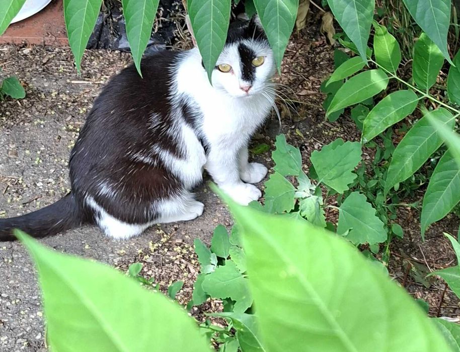 Adoptie pisica alb Adelle