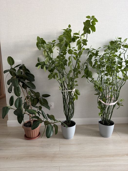 Цветы комнатные