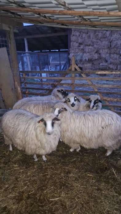 Oi de frumoase de vânzare