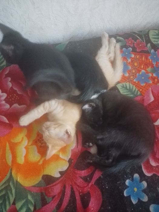 Котята 2х месячные