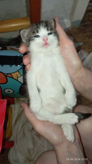 Срочно Отдам котёнка в добрые руки