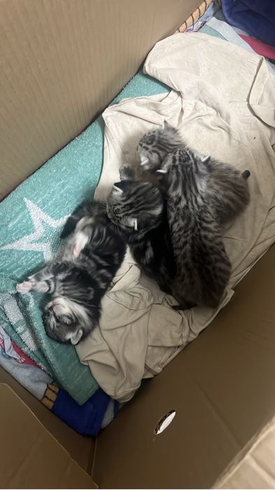 котята скоттиш страйт