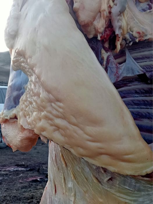 Продаются лошади (согым)