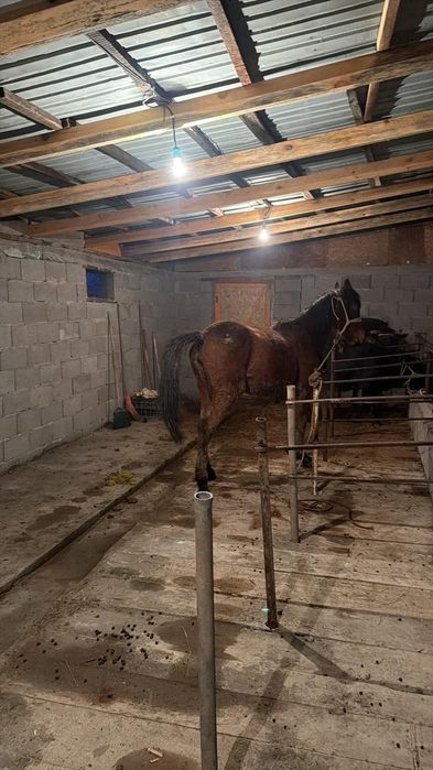 Лошат кабыла 1,3 месяца