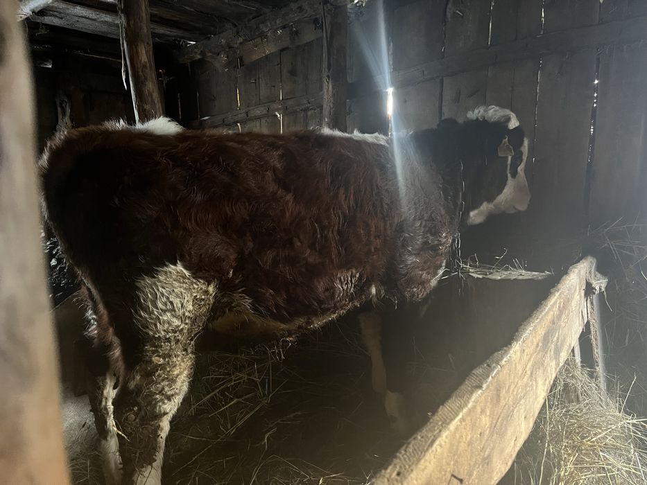 Продам бычка с откорма