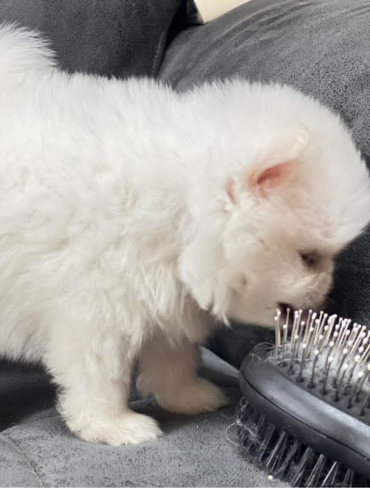 Щенки шпица на 8 марта для любимых