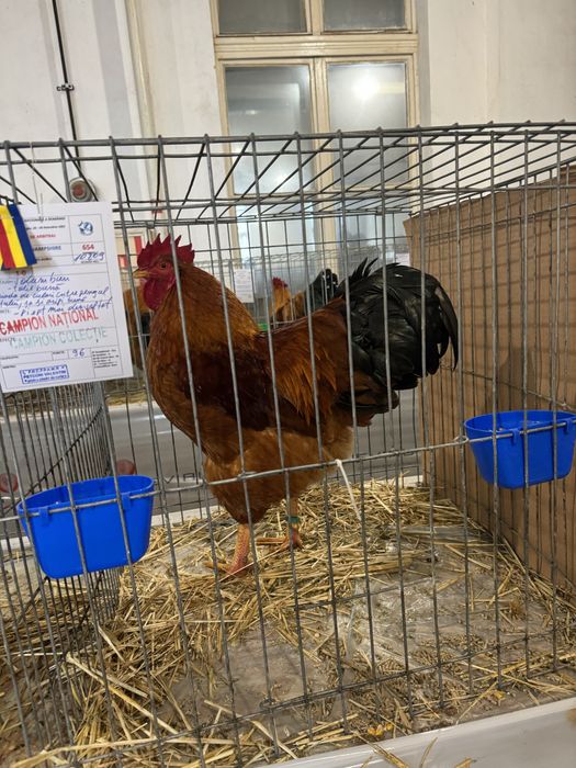 Oua New Hampshire Maro-Auriu pentru incubat