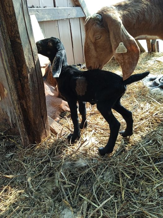 Două țigăi sârbești și o carabașă foarte mare gestanta