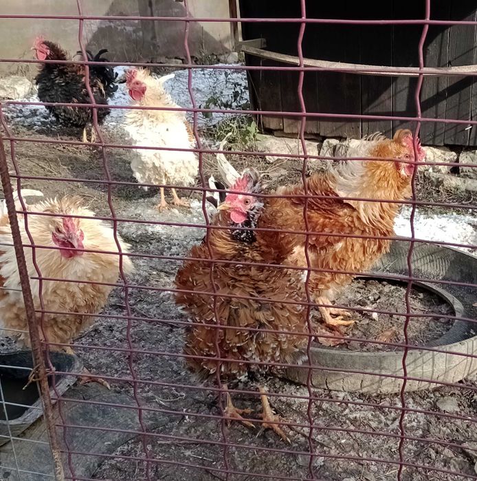 vand cocosi de rasa frezat