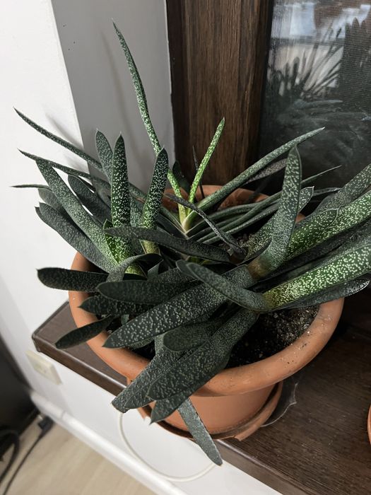 Цветы комнатные, есть разные пишите в личку