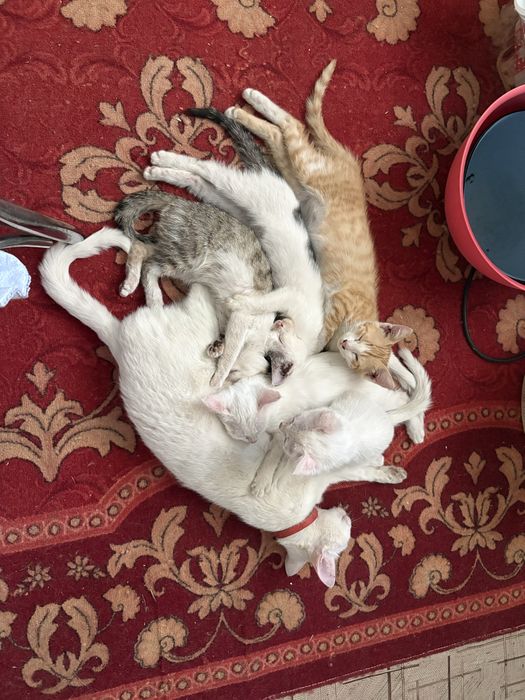 Котята в хорошие руки отдам