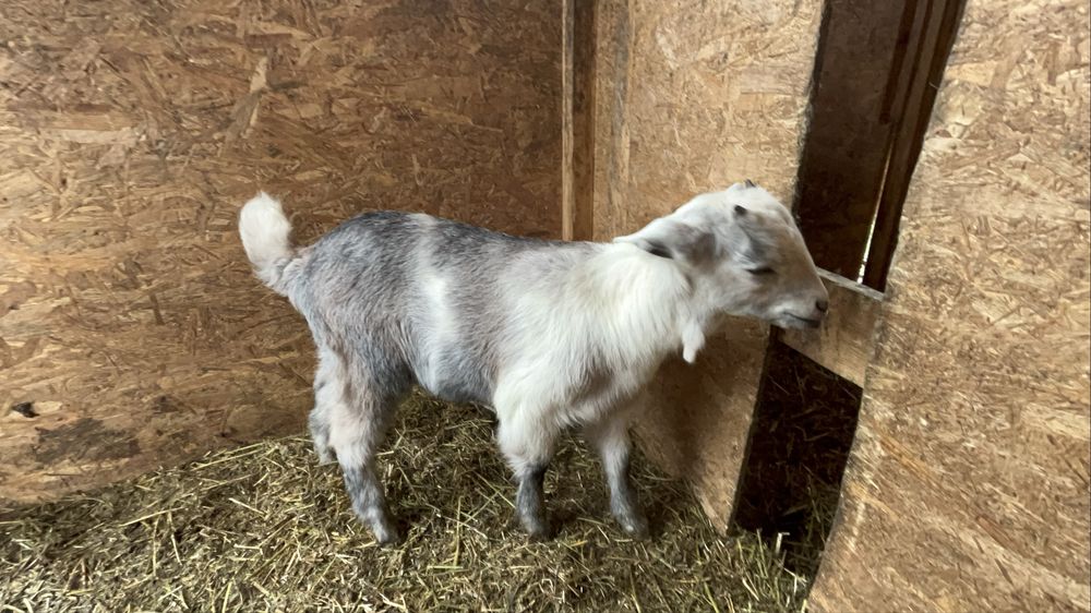 Ieduță Metis Anglo-Nubiana cu Sanen