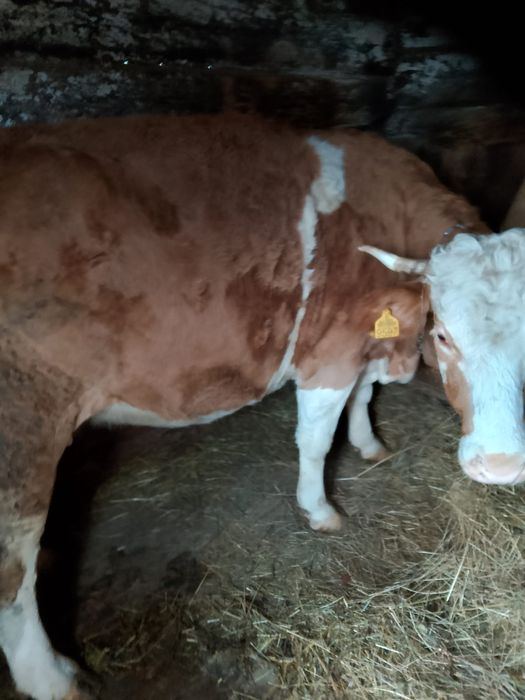 Se vând 2 vaci   tinere si cuminti