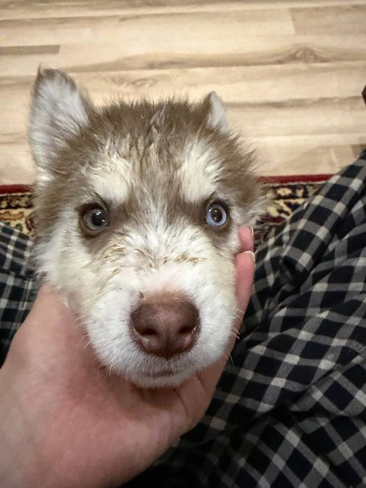 Haski sotayman qiz 2oyli