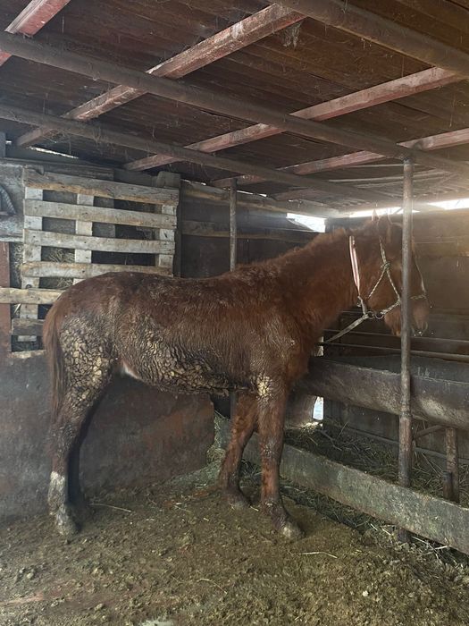 Продам   лошадей