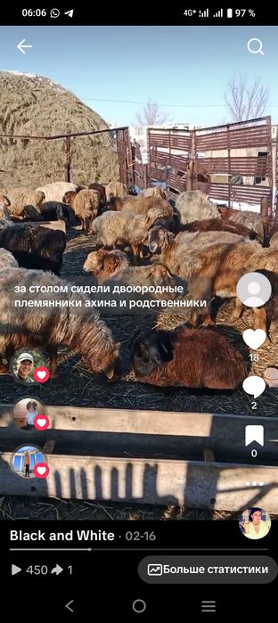 Продам овцематок с ягнятами