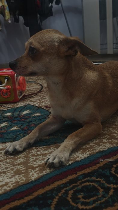 Продам молодого щенка торт терьера