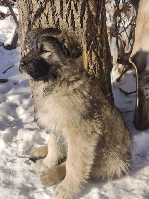 Отдадим щенков смешанной породы