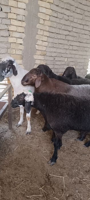 Buxoro Hisor qoʻchqorlari...