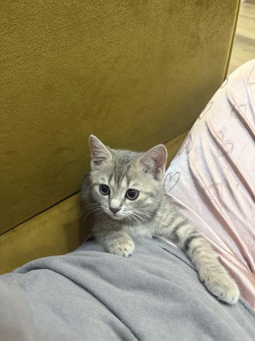 Британский котёнок ищет новый дом.