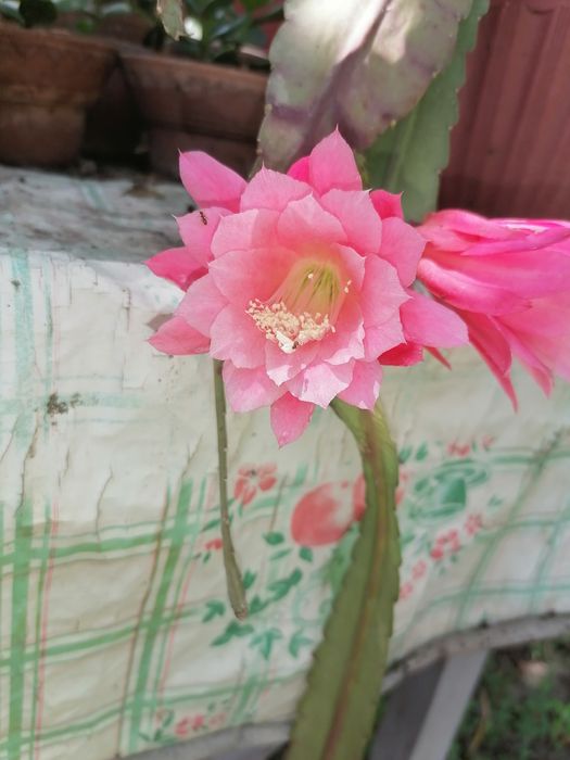 Кактусы различные