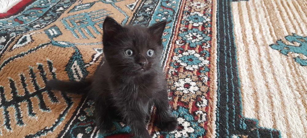Отдам котят даром