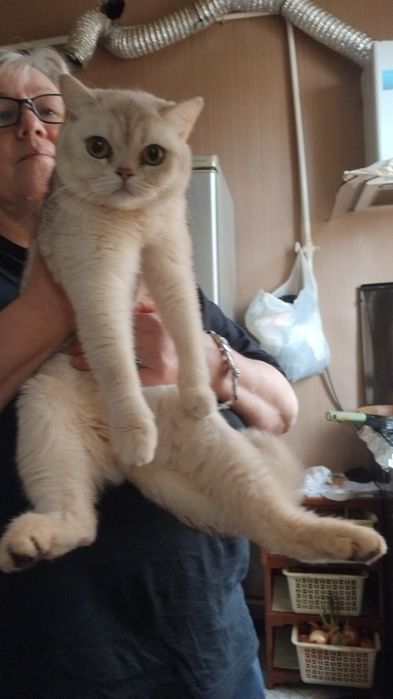 Продам срочно  кошку скотиш страйт