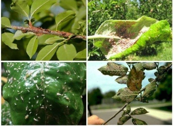 Дезинфекция домов, квартир.