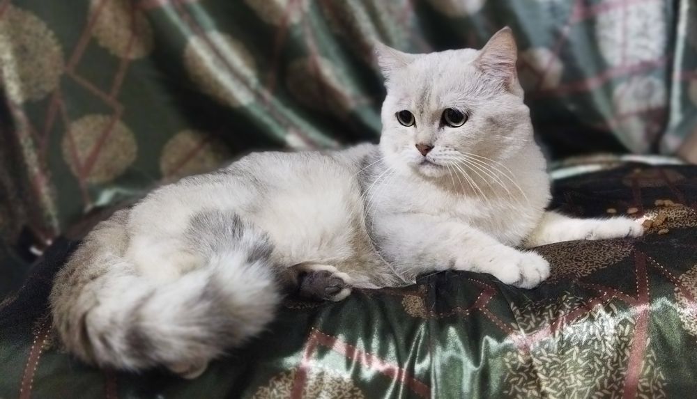 Вязка красивого кота!