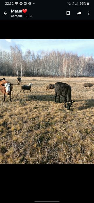 Продам 4 телки   и корову