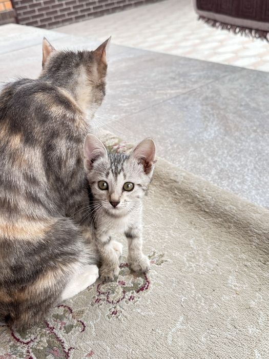 Продам котят срочно!!!