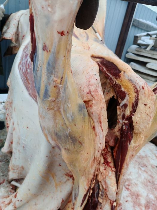 Семіз қашар еті сатылады