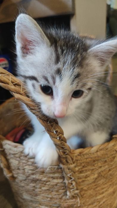 Отдам умных домашних котят