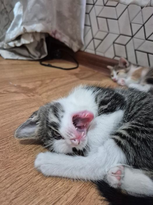 Отдам котёнка в хорошие руки