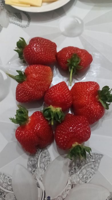 Клубника. Рассада.