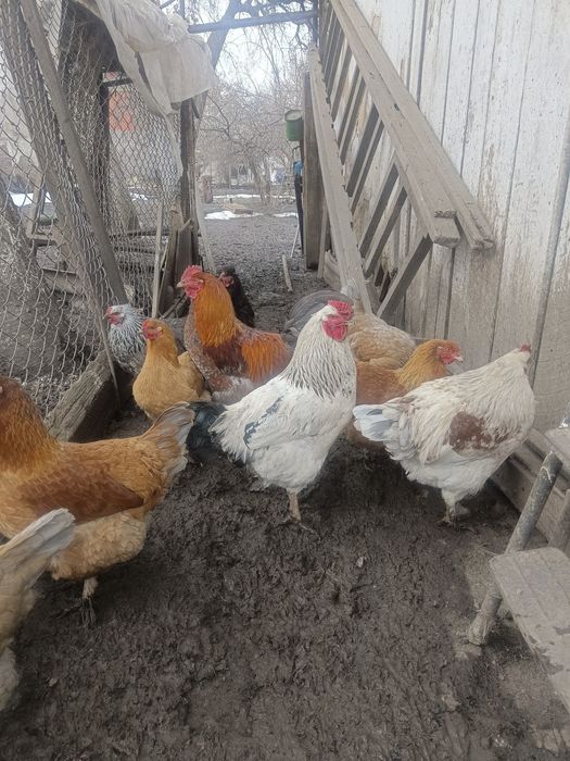 на инкубацию .яйца.