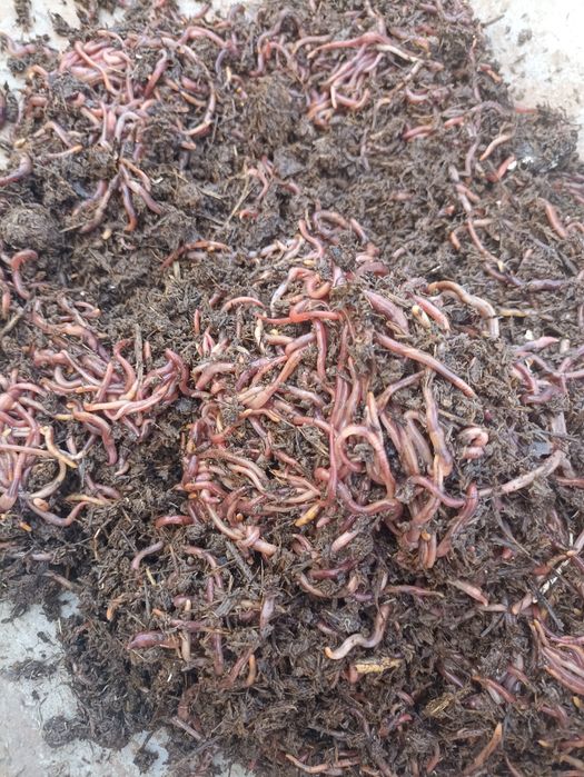 Биогумус 100 % органика