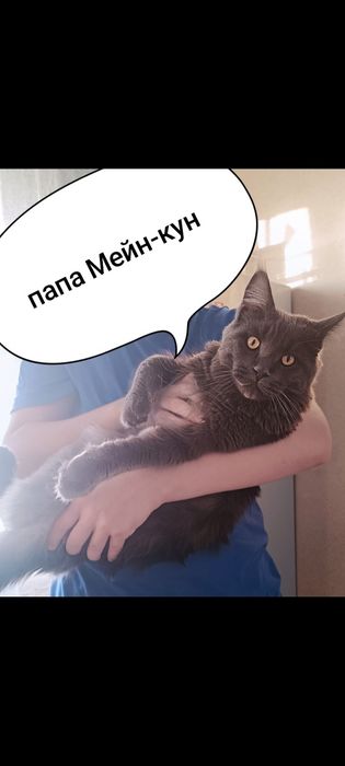 Продам котёнка Мейн-кун