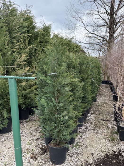 Vând Leylandi/Leylandi gold calitate extra