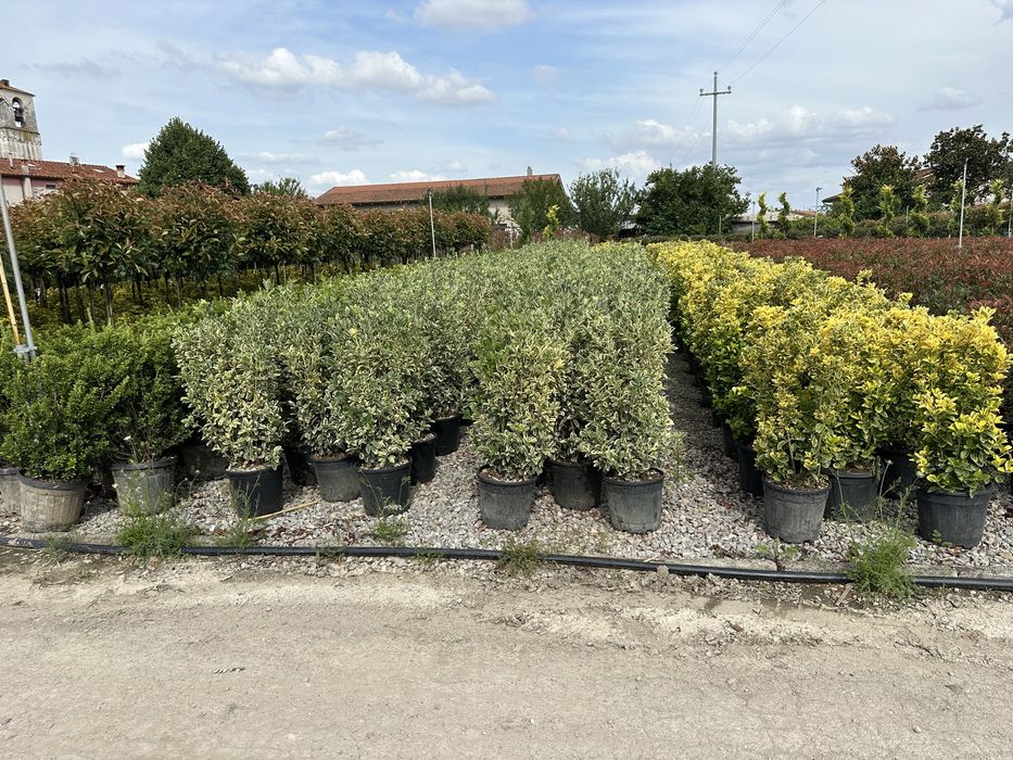 Tuia brazi mesteacan forme bosai pini tei ilex prunus eglezesc