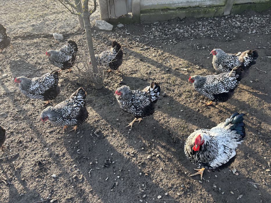 Oua de incubat pui Wyandotte argintiu